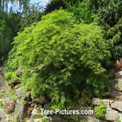 Japanese Maple Fernleaf Variety | Maple Trees @ Tree-Pictures.com