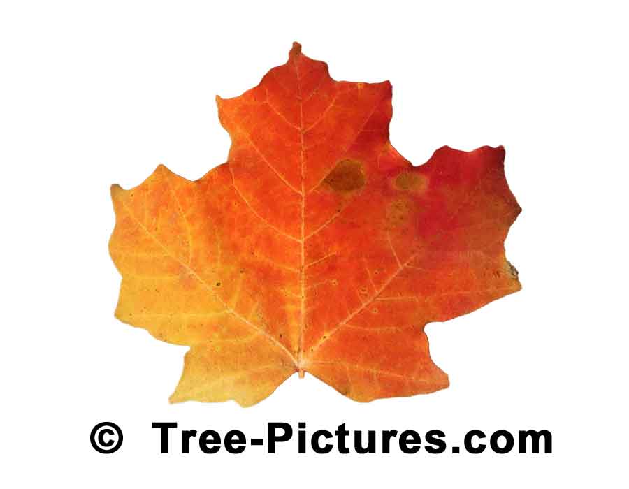 Maples: Striking Red Orange Color of the Maple Tree Leaf in Fall | Maple Trees at Tree-Pictures.com