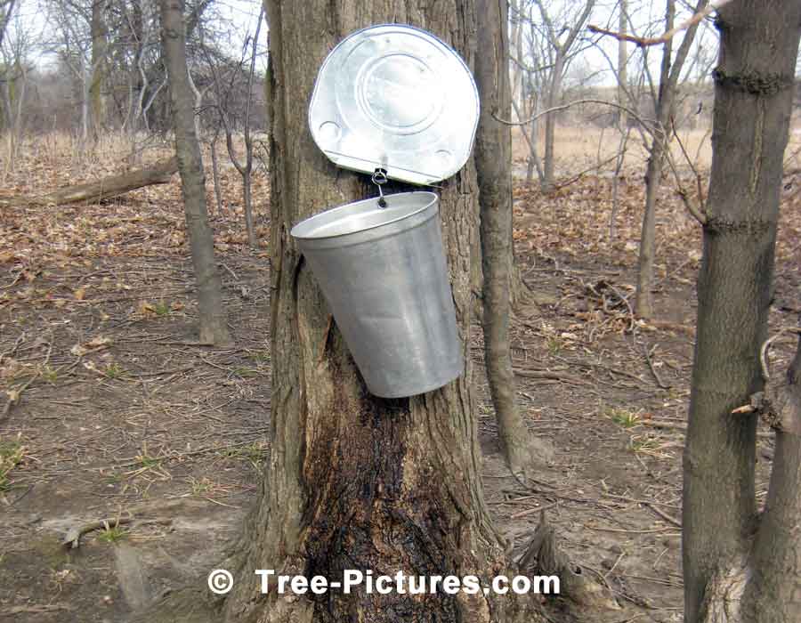 Maple Syrup, Spring Maple Tree Produces Sap which is Boiled into Syrup | Maple Trees at Tree-Pictures.com