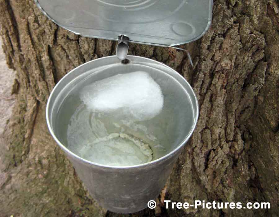 Maple Tree Sap Bucket, Sugar Maple Tree Produces Sap which is Boiled into Syrup | Maple Trees at Tree-Pictures.com
