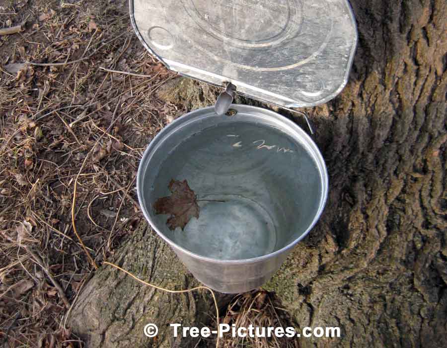 Full Bucket of Maple Tree Sap which is Boiled into Syrup | Maple Trees at Tree-Pictures.com