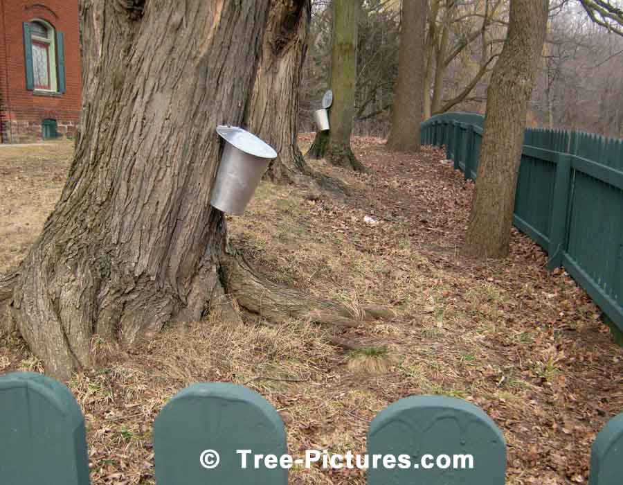 Maple Syrup, Tapping of Maple Trees To Collect Sap Which Is Boiled To Make Maple Syrup | Maple Trees at Tree-Pictures.com