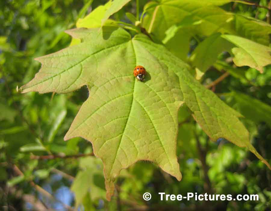 Maple Tree: Green Maple Leaf with Lady Bird Visitor | Maple Trees at Tree-Pictures.com