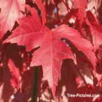Beautiful Bright Red Leaf from the Acer Maple Tree | Tree+Oak+Leaves @ Tree-Pictures.com