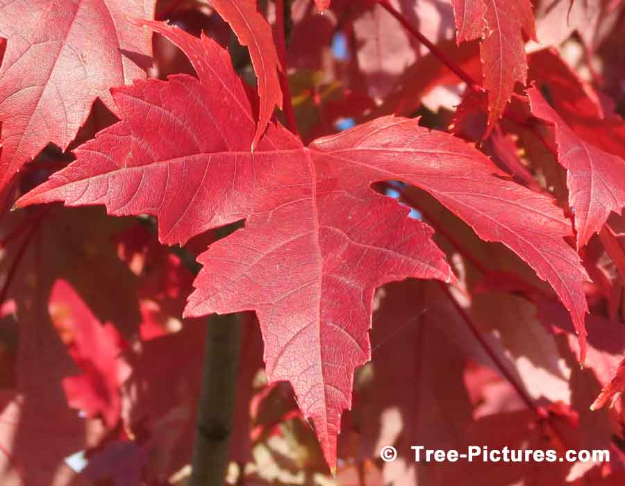 Bright Red Leaf from the Acer Maple Tree | Maple Trees at Tree-Pictures.com