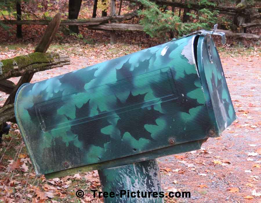 Maple Leaf: Mailbox Decorated With Maple Leaves | Maple Trees at Tree-Pictures.com