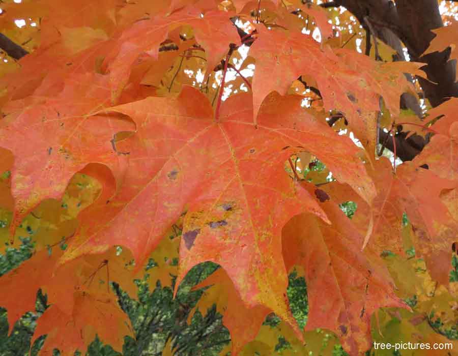 Beautiful Bright Orange Maple Leaf | Maple Trees at Tree-Pictures.com