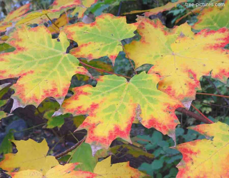 Maple Leaf: Colorful Autumn Maple Tree Leaves | Maple Trees at Tree-Pictures.com