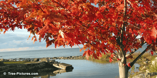 Red Maple: Lakeside Maple Tree Landscape in Autumn | Tree:Maple+Red+Autumn at Tree-Pictures.com