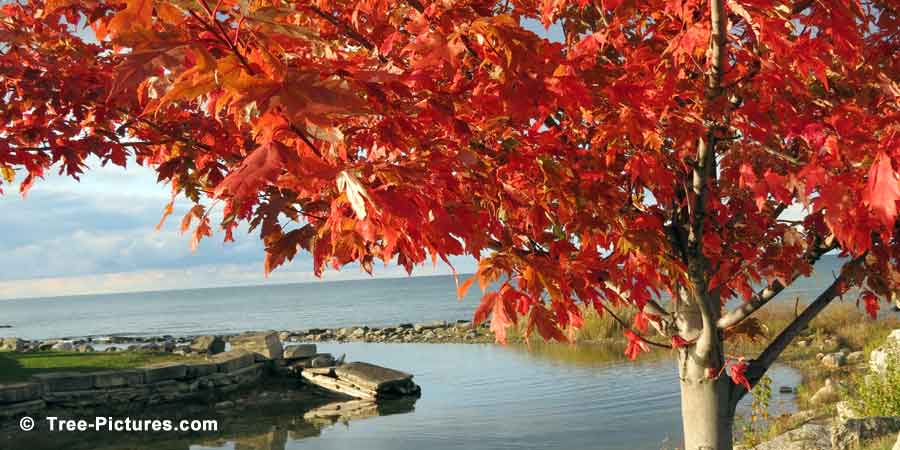 Red Maple: Lakeside Maple Tree Landscape in Autumn | Maple Trees at Tree-Pictures.com