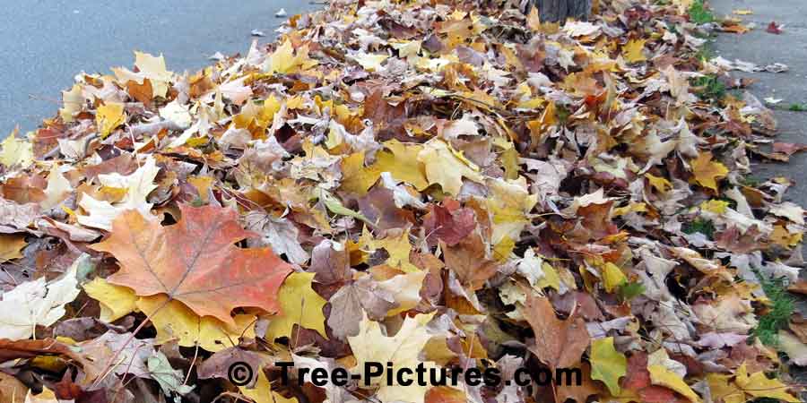 Maple Leaves Raked to the Curbside for Collection | Maple Trees at Tree-Pictures.com