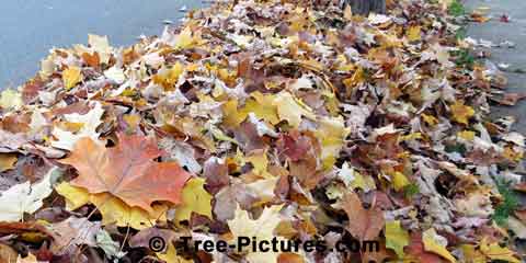 Maple Leaf: Leaves of Maple Trees Raked into Pile for Collection | Tree:Maple+Autumn+Leaves at Tree-Pictures.com