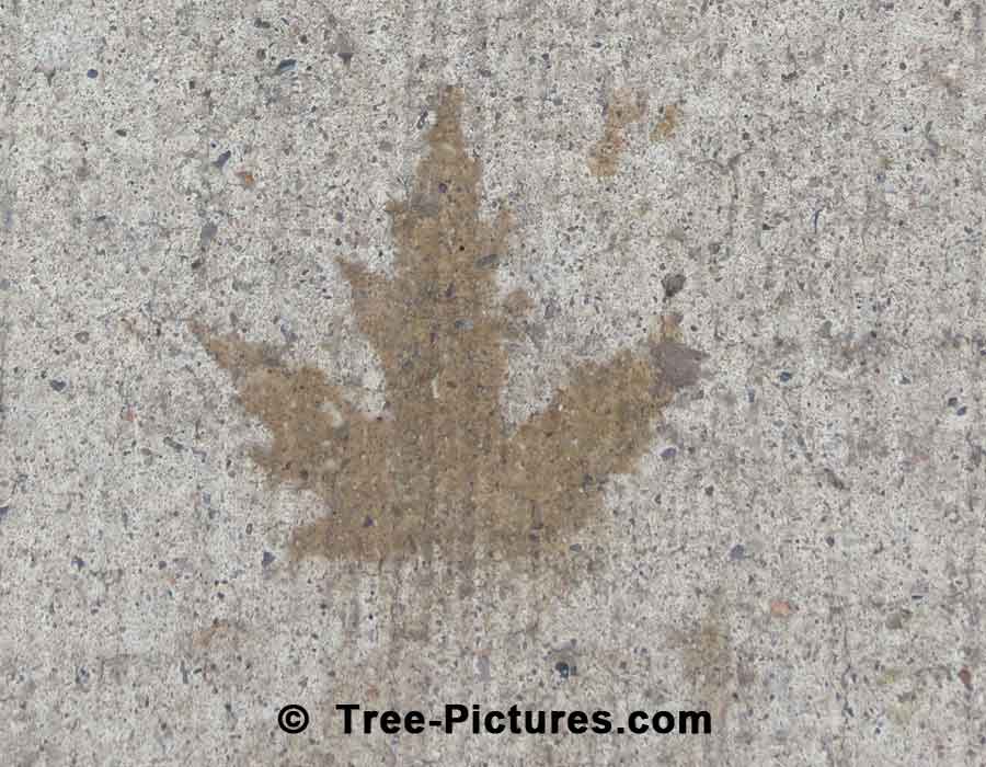 Maple Leaf Impression On The Sidewalk | Maple Trees at Tree-Pictures.com