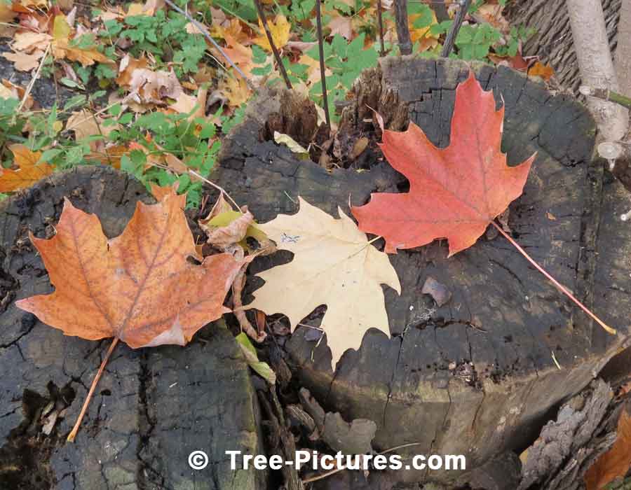 Maple Leaf: Three Autumn Maple Tree Leaves | Maple Trees at Tree-Pictures.com