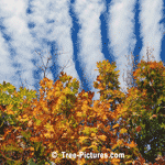 Maple Trees in Autumn Against Unusual Cloud Pattern Backdrop | Maple Trees @ Tree-Pictures.com