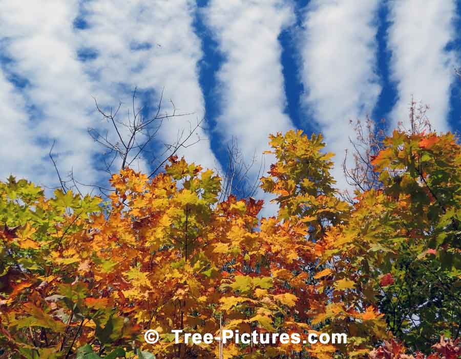 Maples: Maple Trees in Autumn | Maple Trees at Tree-Pictures.com