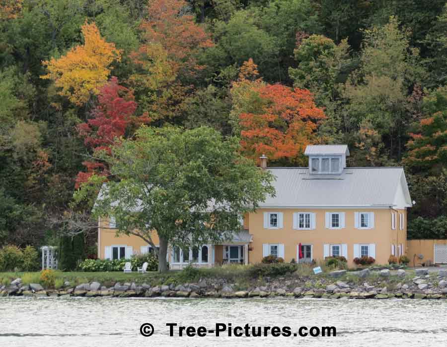 Maples: Scenic Photo of Maple Trees Showing Their Fall Colors | Maple Trees at Tree-Pictures.com