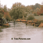 Trees, More Pictures, Images & Photos of Trees in Autumn Color | Trees @ Tree-Pictures.com