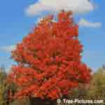 Maple Trees, Red Leaf Maple Tree Photo, Sugar Maple variety produces Maple Syrup | Tree+Oak+Leaves @ Tree-Pictures.com
