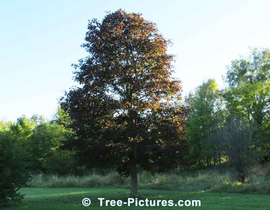 Maples, Crimson King Variety of Norway Maple Tree | Maple Trees at Tree-Pictures.com