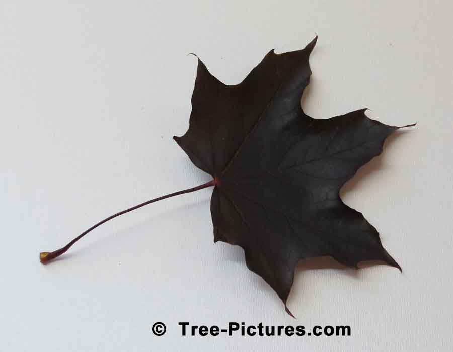 Norway Maple Leaf, Crimson King Norway Maple Tree Leaf | Maple Trees at Tree-Pictures.com