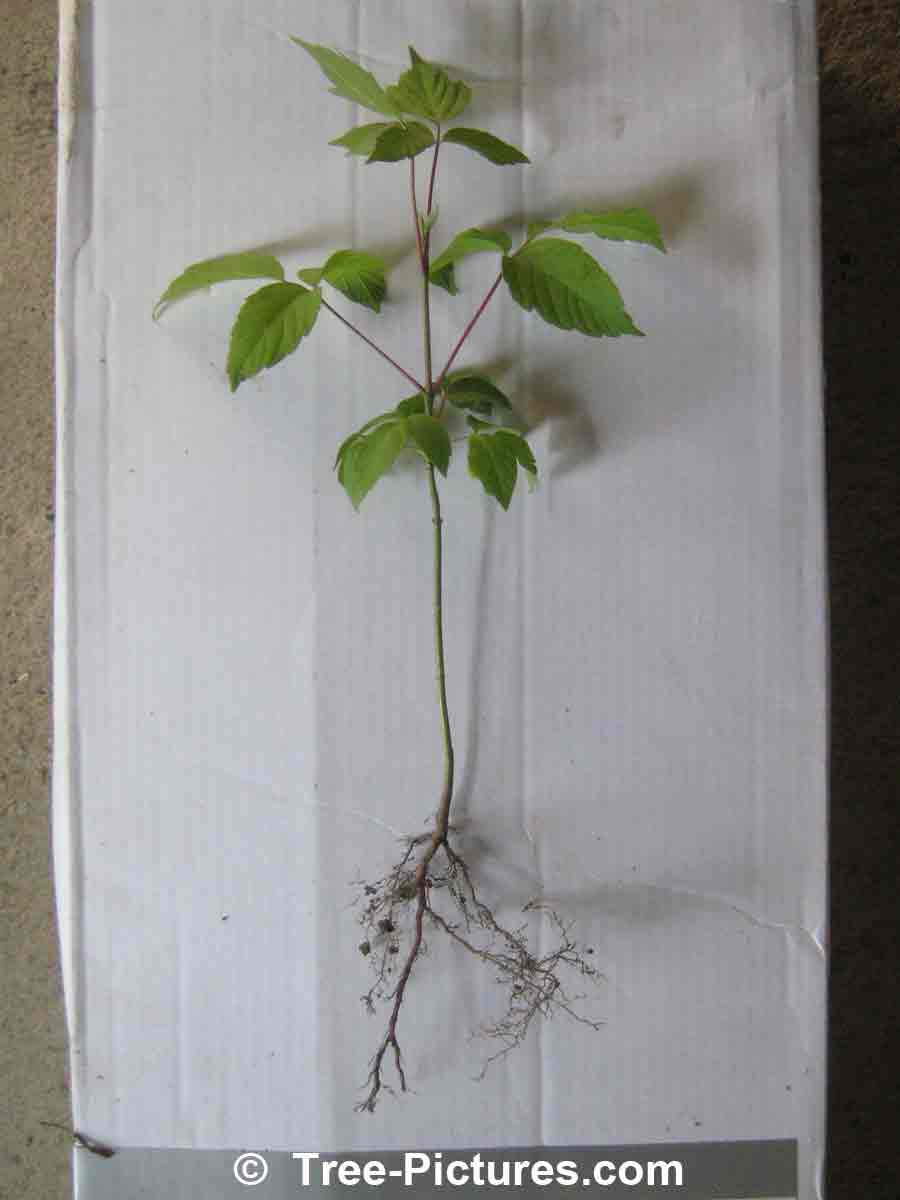 Maple Tree Sapling: Photos of a Garden Norway Maple | Maple Trees at Tree-Pictures.com