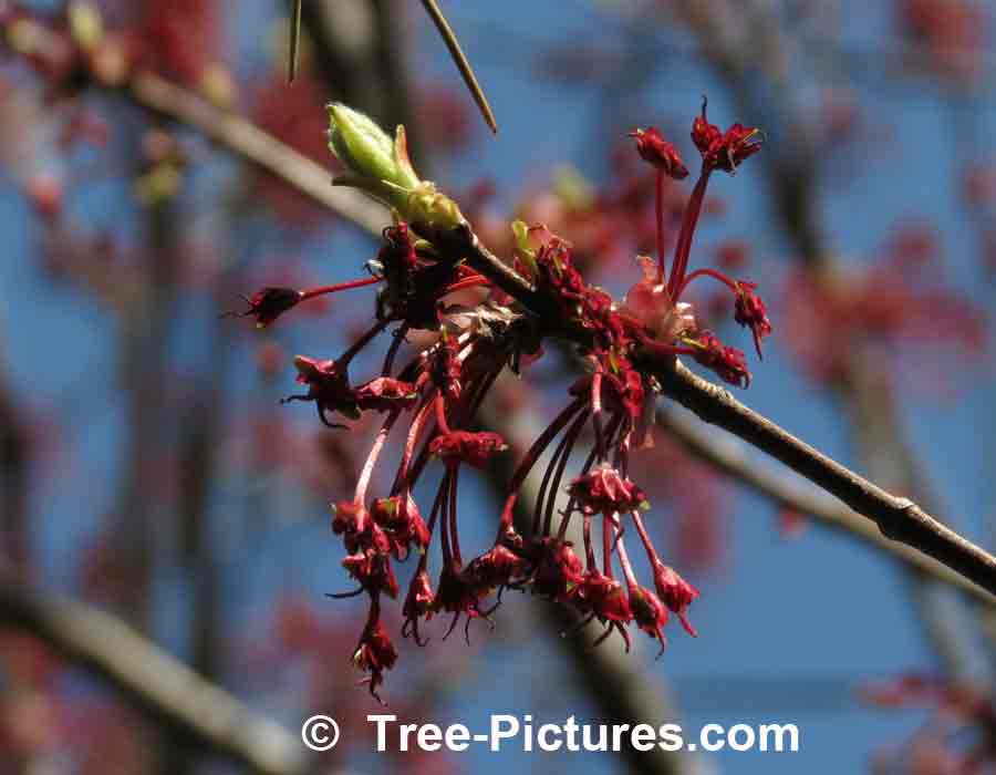Maples: New Growth on Red Maple Tree in Spring | Maple Trees at Tree-Pictures.com