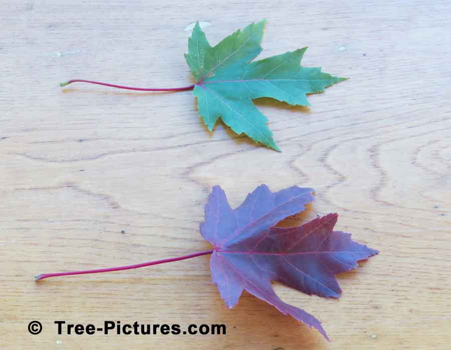 Maple Leaves, Red Maple Tree Leaf Comparison | Maple Trees at Tree-Pictures.com