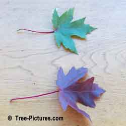 Maple Leaves, Two Red Maple Tree Leaf Comparison | Tree:Maple+Red+Leaf @ Tree-Pictures.com