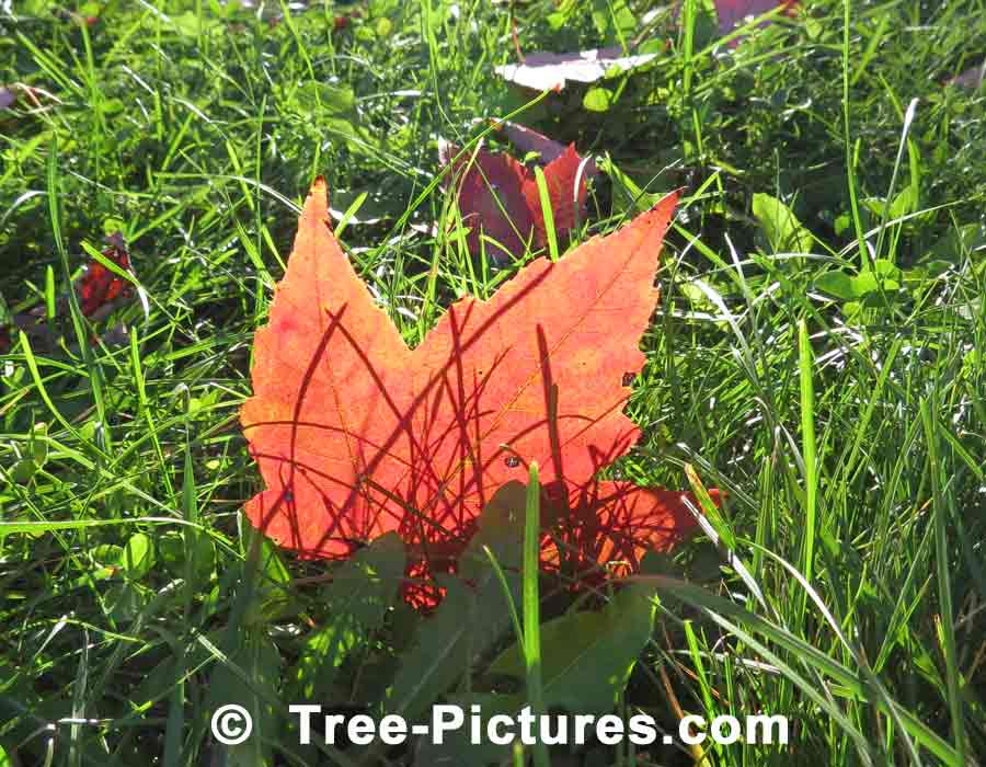 Red Maples: Unique Image of a Red Maple Leaf | Maple Trees at Tree-Pictures.com