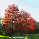 Pictures of Trees: Fall Picture of Red Maple Tree