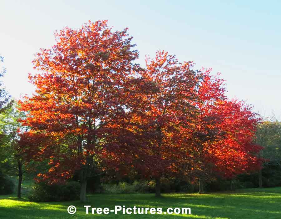 Maples, Bright Red Maple Trees | Maple Trees at Tree-Pictures.com