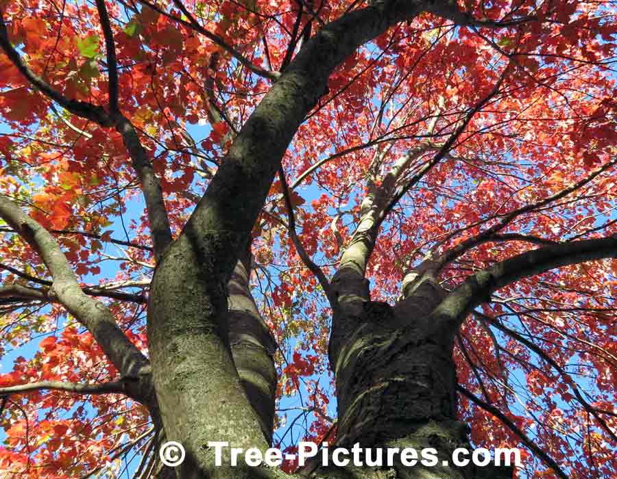 Striking Image of Red Maple Looking Up Through the Branches of a Red Maple Tree | Maple Trees at Tree-Pictures.com