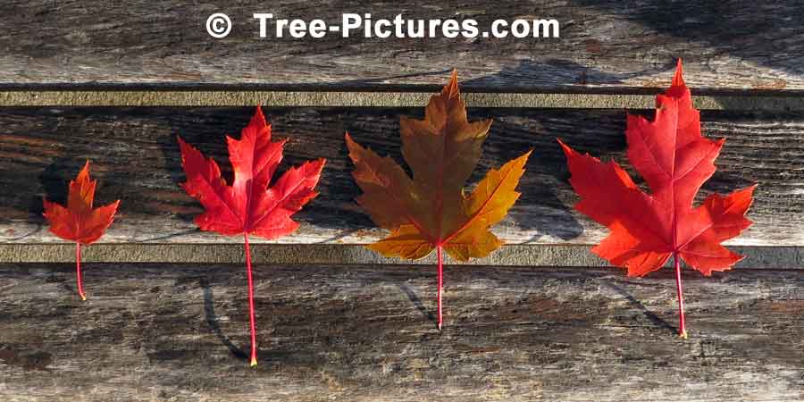 Red Maple: 4 Maple Tree Leaf Line Up | Maple Trees at Tree-Pictures.com