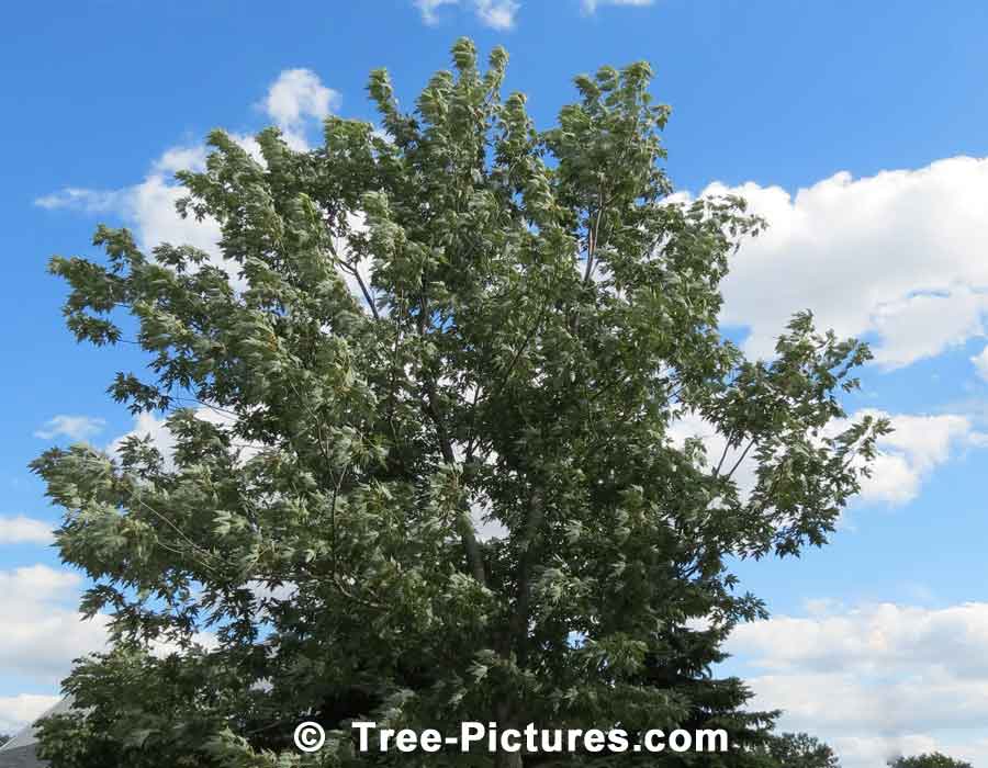 Maples, Silver Maple Tree Type | Maple Trees at Tree-Pictures.com