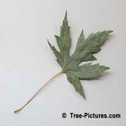 Silver Maple Tree Leaf, Backside | Tree:Maple+Silver+Leaf @ Tree-Pictures.com