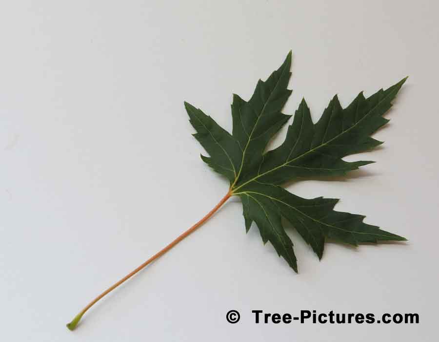 Maples, Silver Maple Tree Leaf | Maple Trees at Tree-Pictures.com