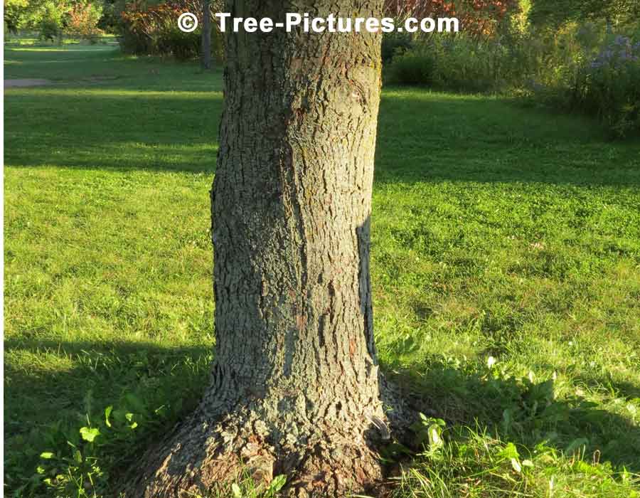 Silver Maple Bark, Bark of Silver Maple Tree | Maple Trees at Tree-Pictures.com
