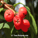 American Mountain Ash, Red Berry Fruit Image | Mountain Ash Trees @ Tree-Pictures.com