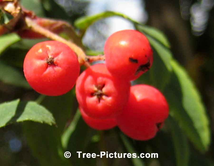 American Mountain Ash, Red Berry Fruit Image