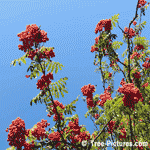 Mountain Ash Tree Red Berries | Mountain Ash Trees @ Tree-Pictures.com