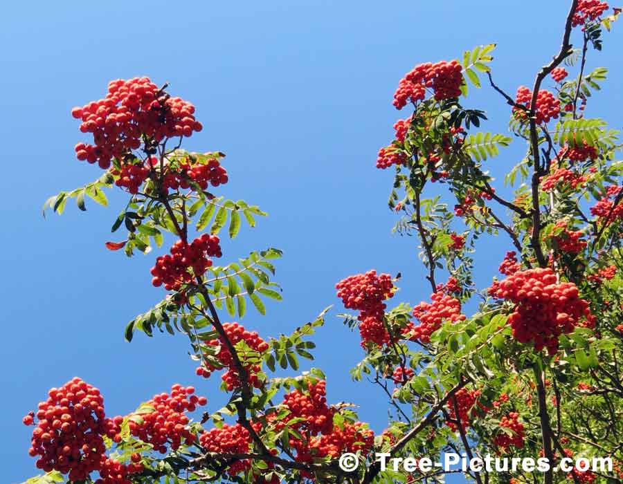 Mountain Ash Trees, Red Mountain Ash Tree Berries on Blue Sky Day
