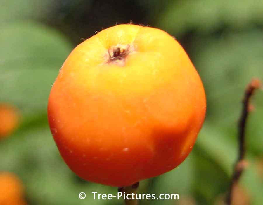 Mountain Ash Tree Orange Berry Fruit Image