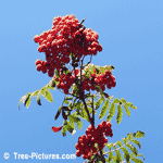 Green Mountain Ash Tree Berries, Rowan Berry | Mountain Ash Berry Pictures, Tree-Pictures.com