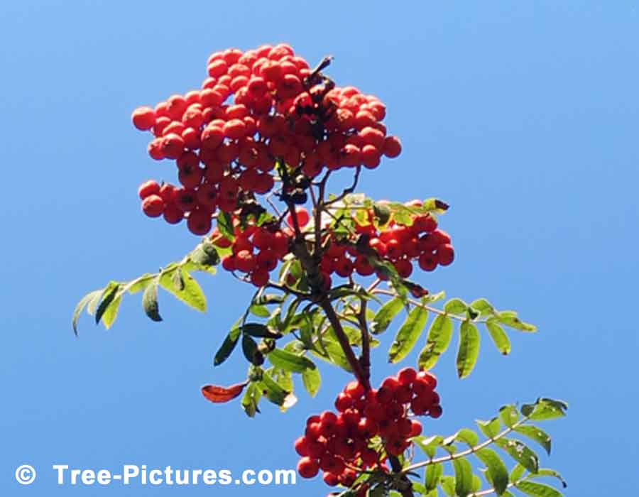 Mountain Ash Tree, Close Up Photo of Abundant Red Berries of the Mountain Ash