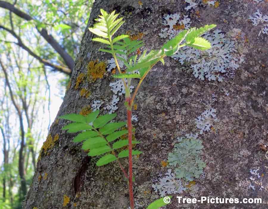 Mountain Ash Tree Picture; New Green Branch Growth on a Mountain Ash Tree