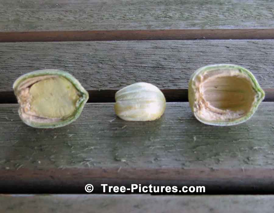 Acorns, Photo Showing Nut Inside Acorn | Trees:Oak:Red at Tree-Pictures.com