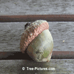 Close Up Picture of an Acorn, Nut from an Oak Tree
