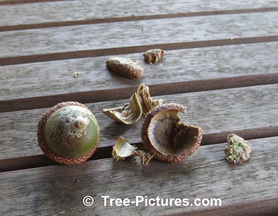 Acorns: Fruit From An Oak Tree | Trees:Oak:Red at Tree-Pictures.com