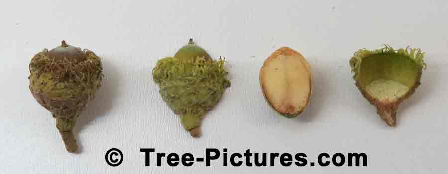Bur Oak: Bur Oak Tree Acorns | Trees:Oak:Bur:Acorn at Tree-Pictures.com